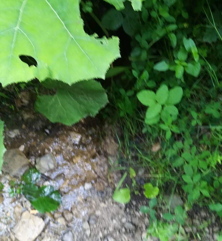 Oasi Naturalistica di Frassineto景点图片