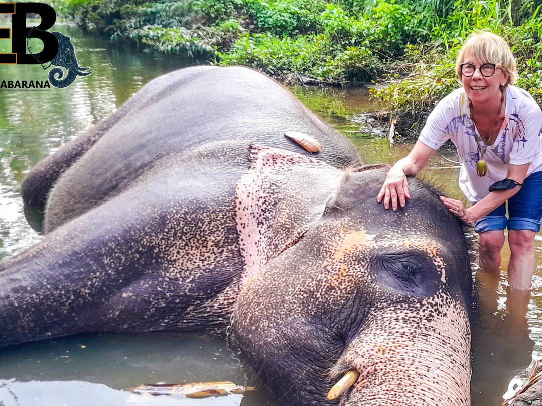 Elephant Bathing at Habarana