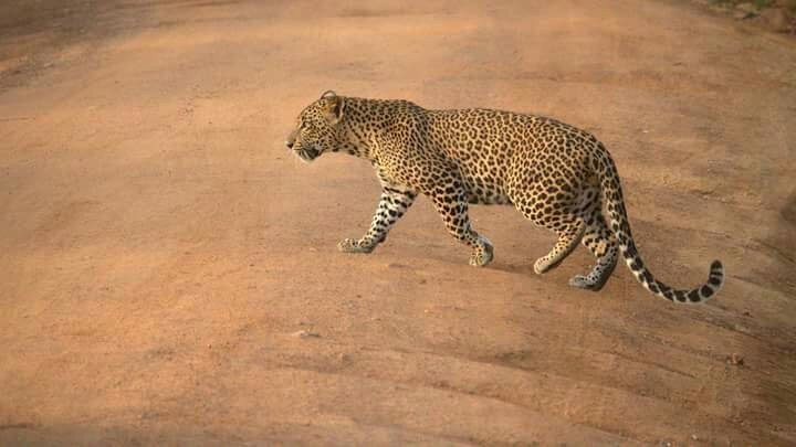 Elegant Safari-Hambantota必去景点