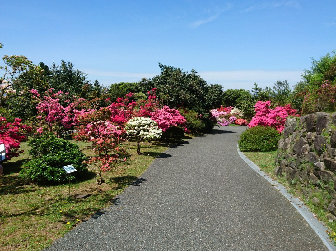 Kurume Tsubaki Park景点图片