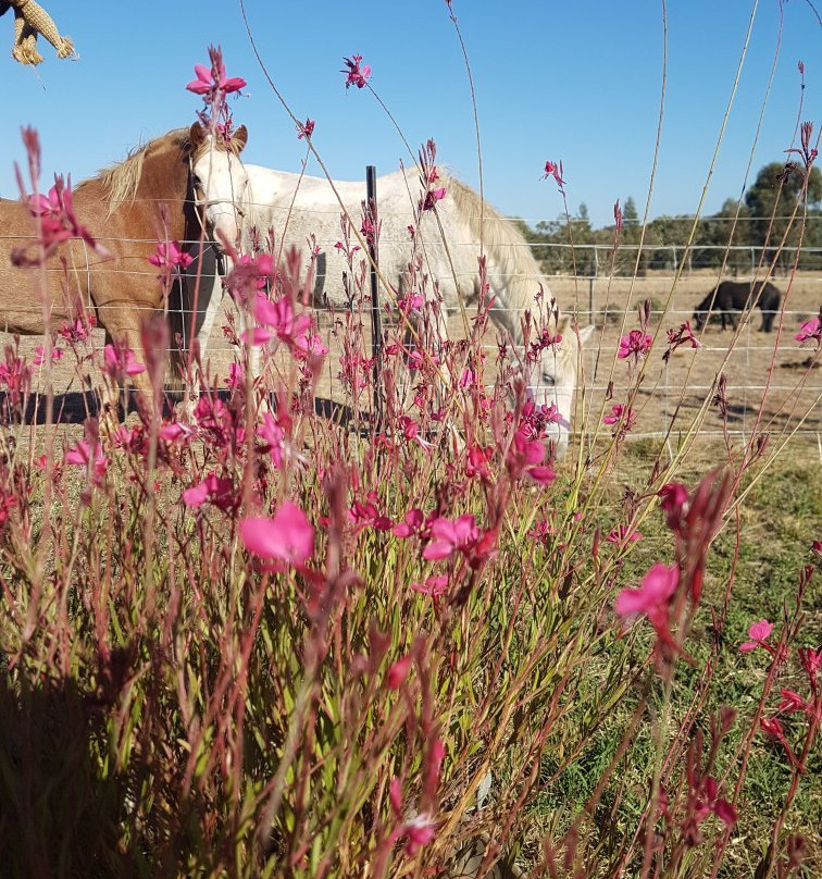 Outback Pony Rides-达博必去景点