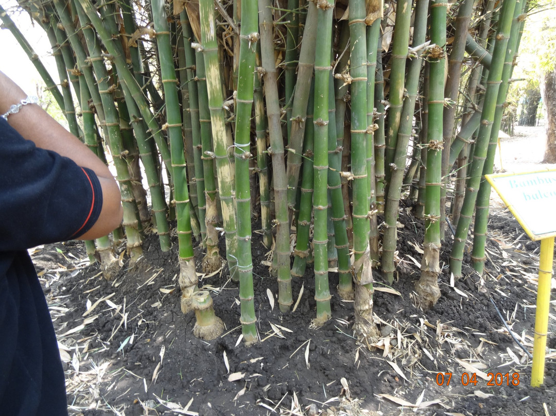 Bamboo Garden景点图片