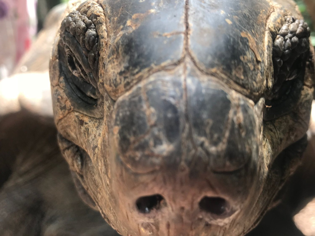 Ibra Taxi Driver Zanzibar-帕杰必去景点