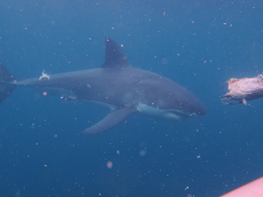 Shark Dive New Zealand-布拉夫必去景点
