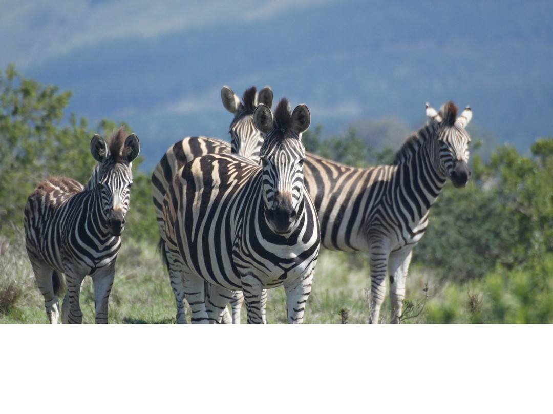 Experience @ Hakuna Matata Game Farm-Great Brak River必去景点