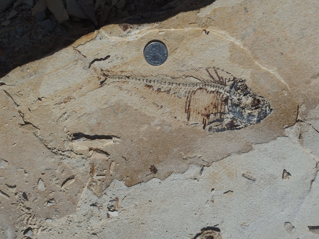 Ulrich's Fossil Gallery-Kemmerer必去景点