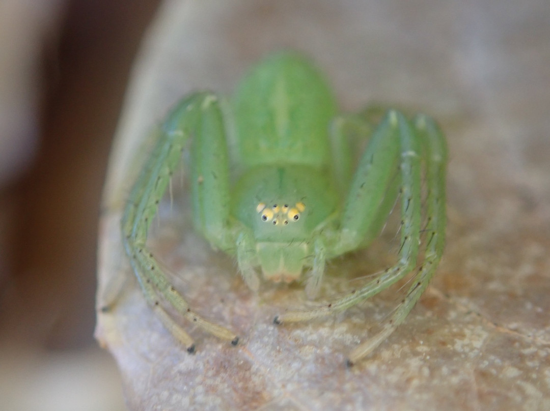 Hokutoshi Oomurasaki Center-北斗市必去景点