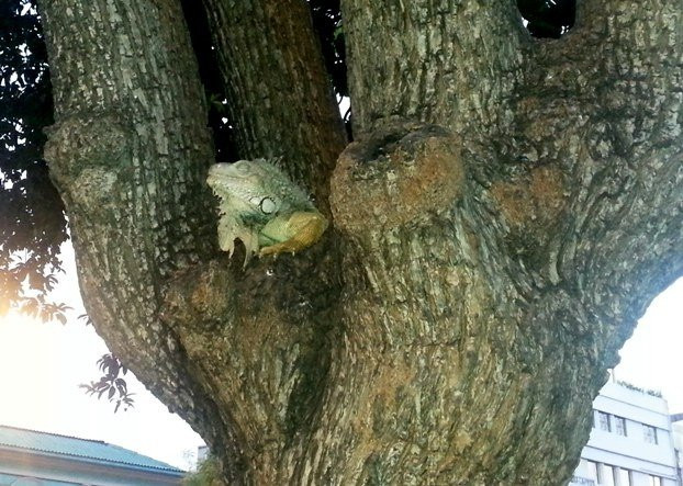 Parque Seminario-瓜亚基尔必去景点