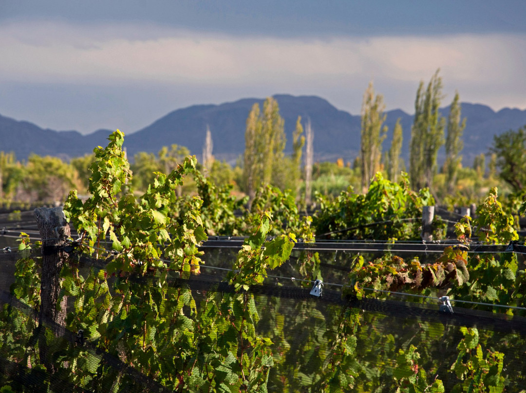 Bodega La Vendimia S.A.-圣拉斐尔必去景点