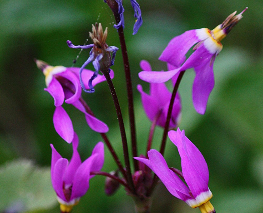 Glacier Bay Photo Tours-古斯塔夫斯必去景点