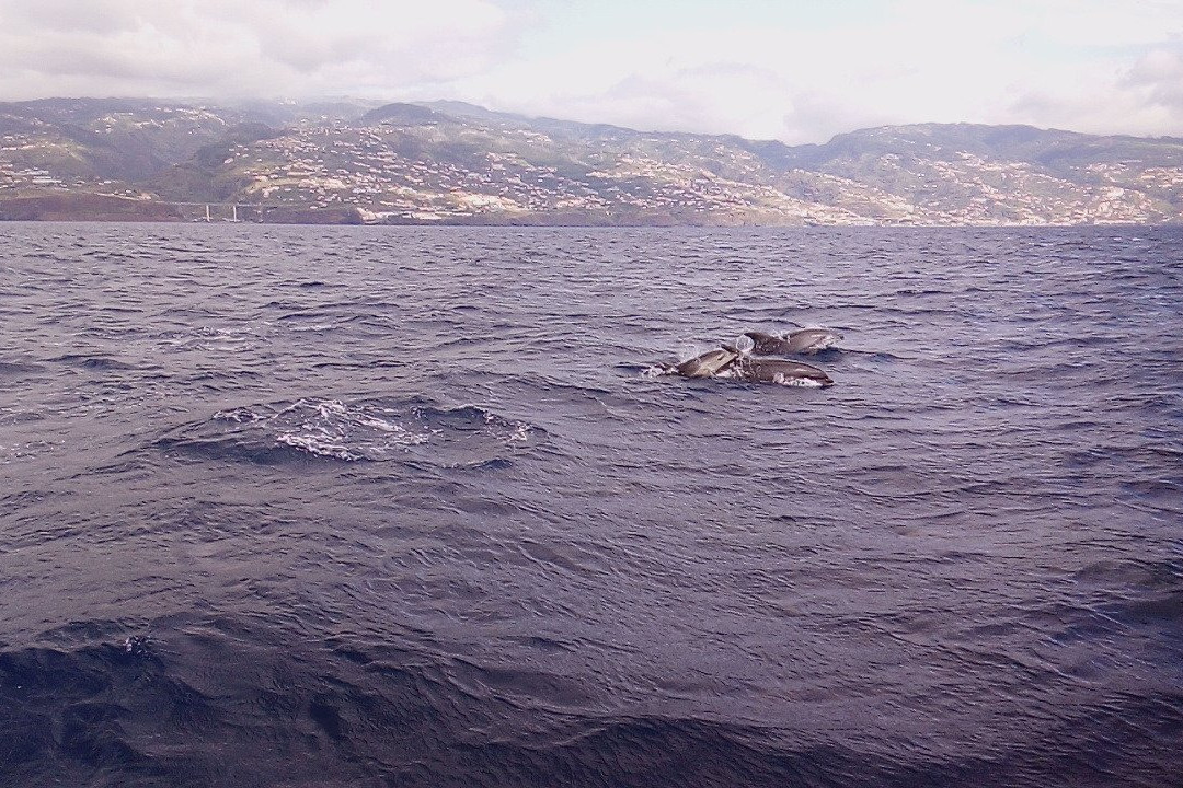 Lourenco Sardinha boat tour景点图片
