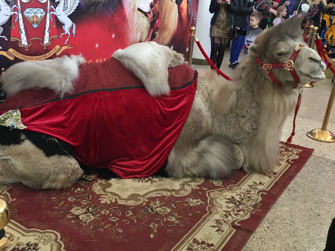 Voronezh State Circus of Durov景点图片