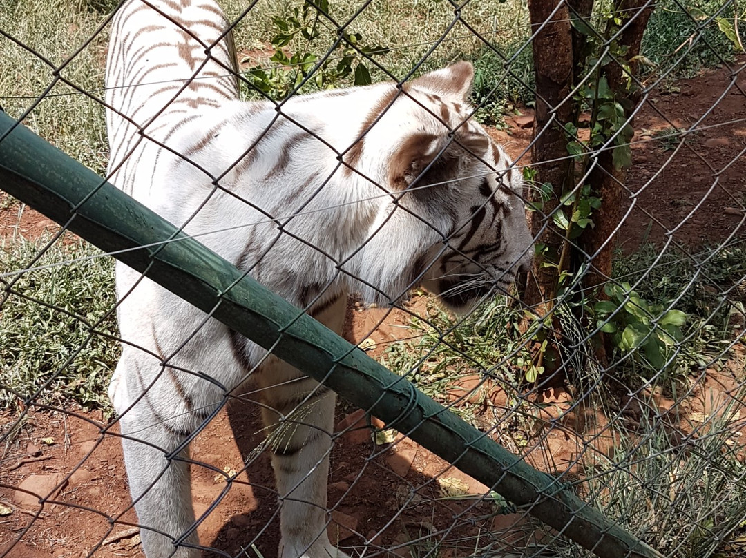 MBIDI Resort & Animal Sanctuary-米德尔堡必去景点