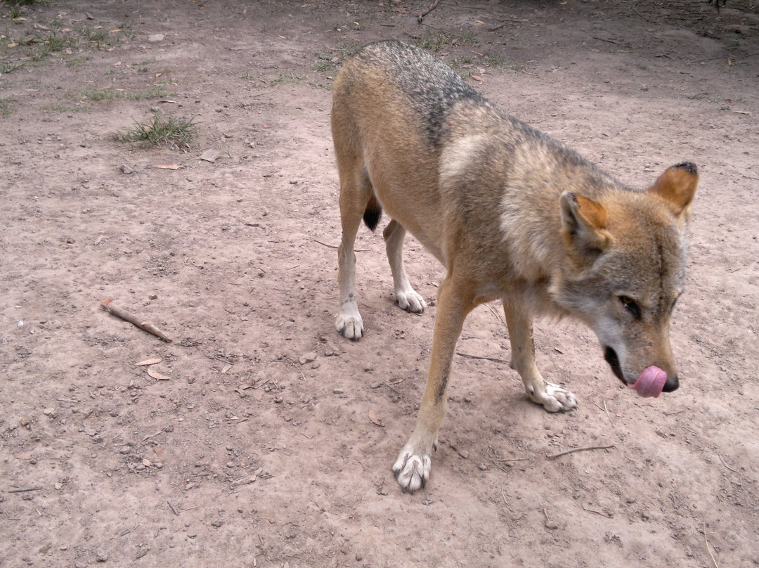 Tsitsikamma Wolf Sanctuary-Witelsbos必去景点