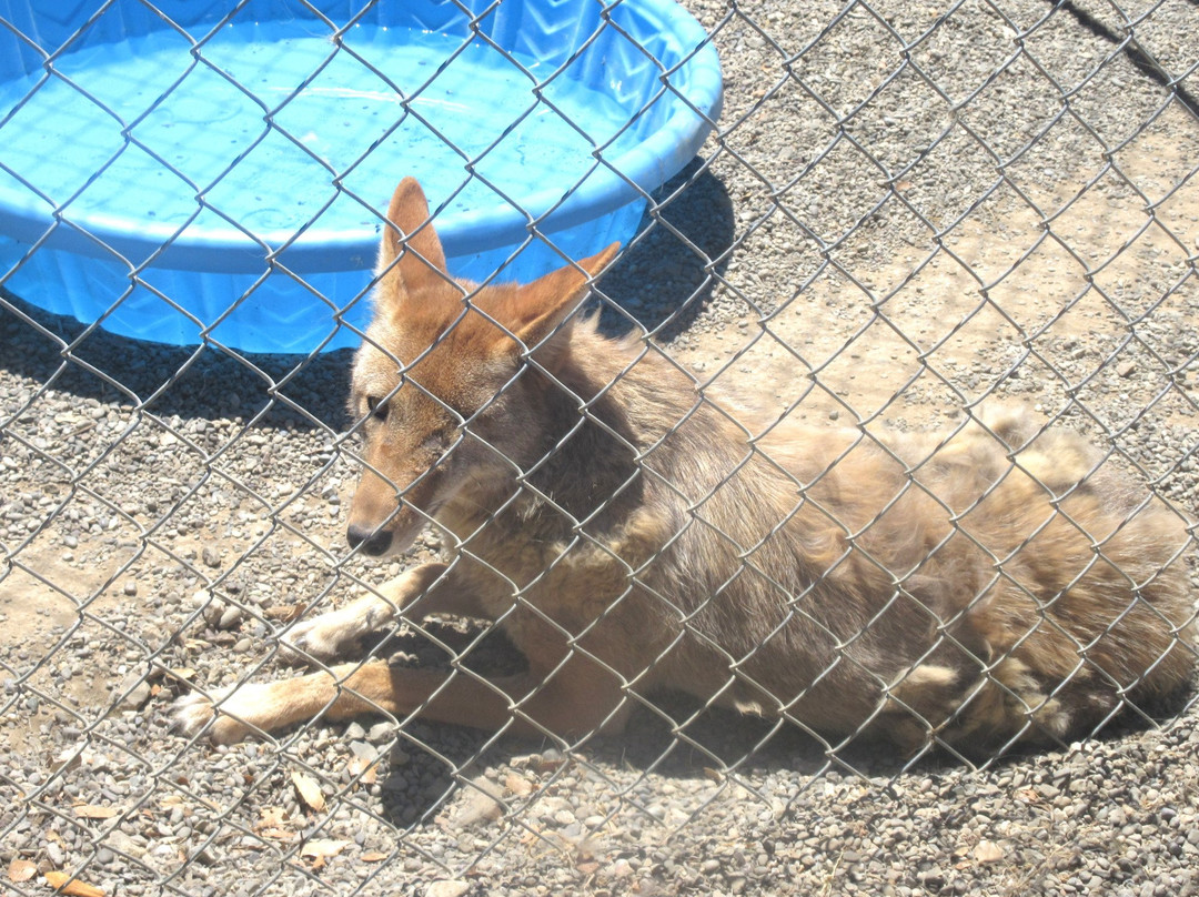 Suisun Wildlife Center-Suisun City必去景点