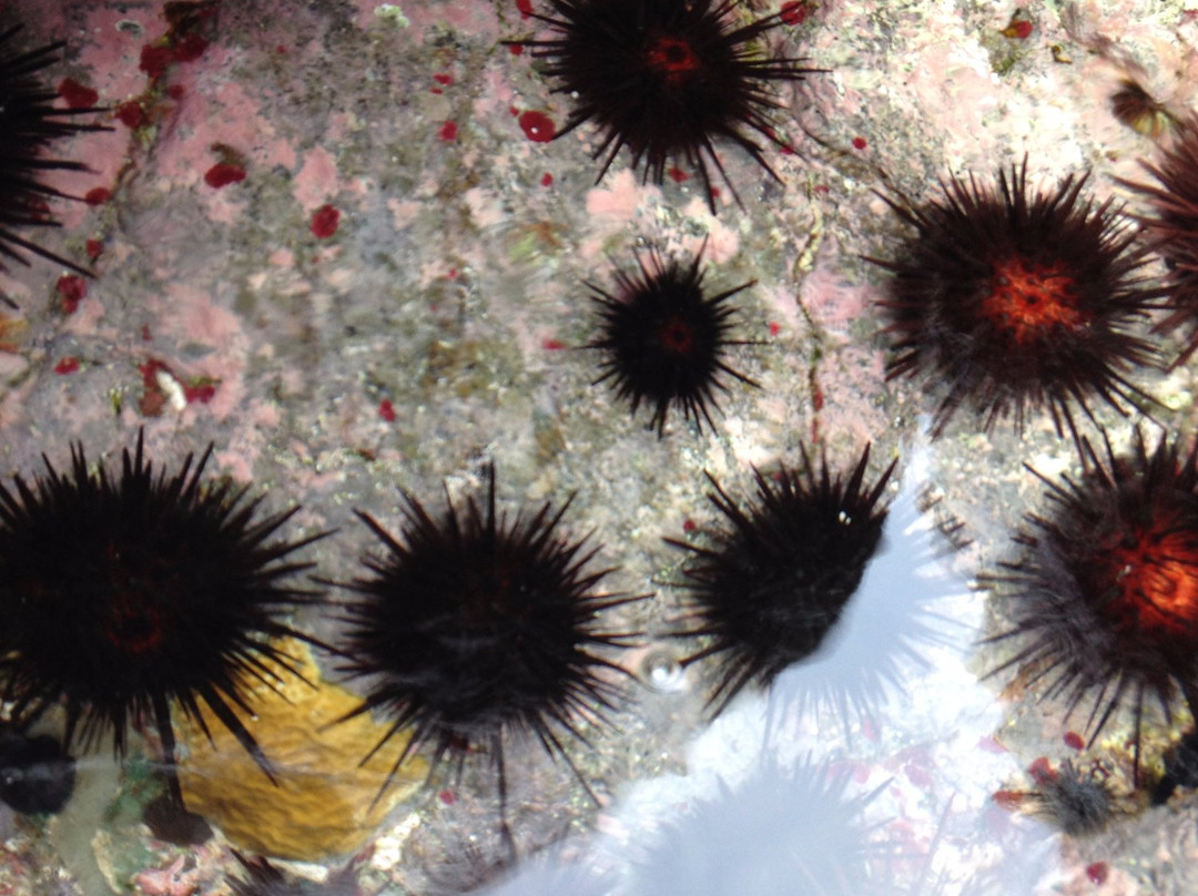 Brava Beach-库莱布拉岛必去景点