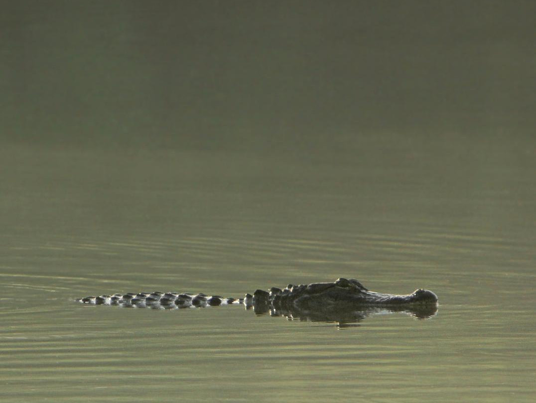 Bogue Chitto National Wildlife Refuge景点图片
