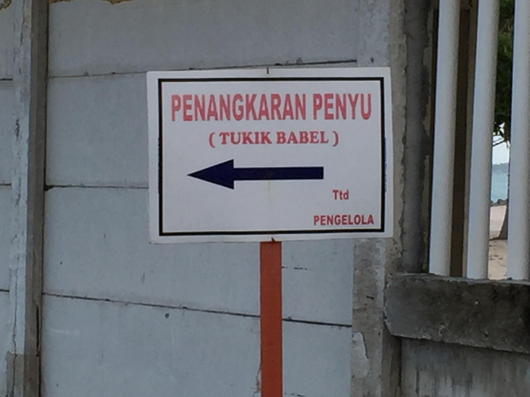 Tukik Babel Sea Turtle Hatchery-Sungailiat必去景点