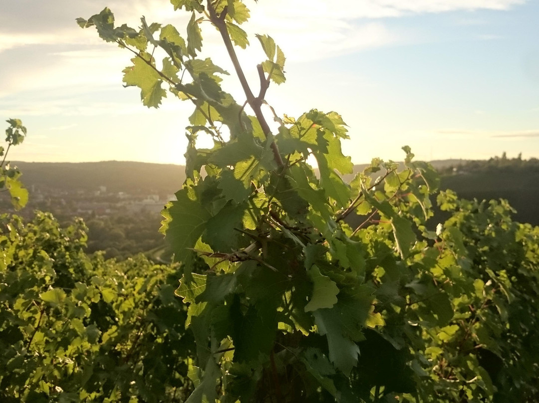 Weingut Schenk景点图片