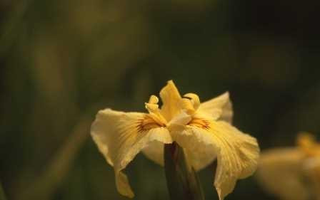 Soneshiro Park-大垣市必去景点