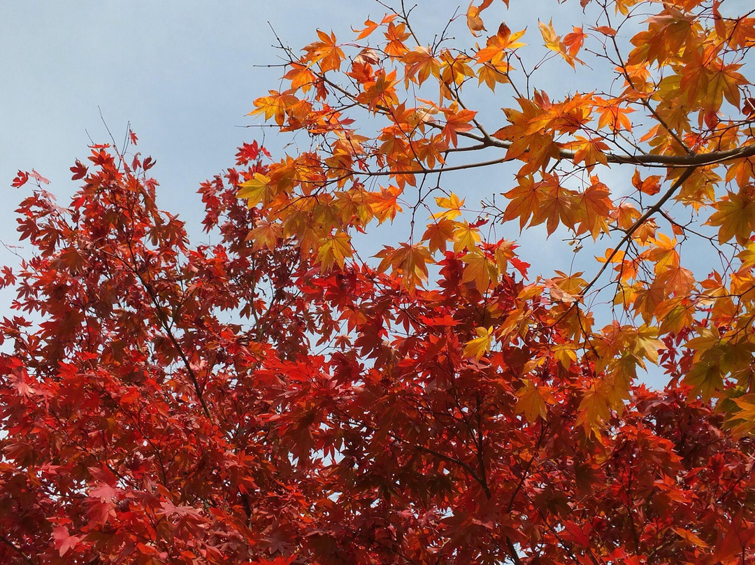 Fukuchi Sanroku Hana Park-直方市必去景点