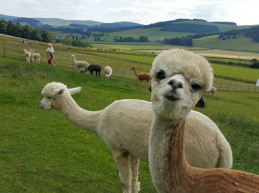Innerleithen旅游景点-Velvet Hall Alpacas