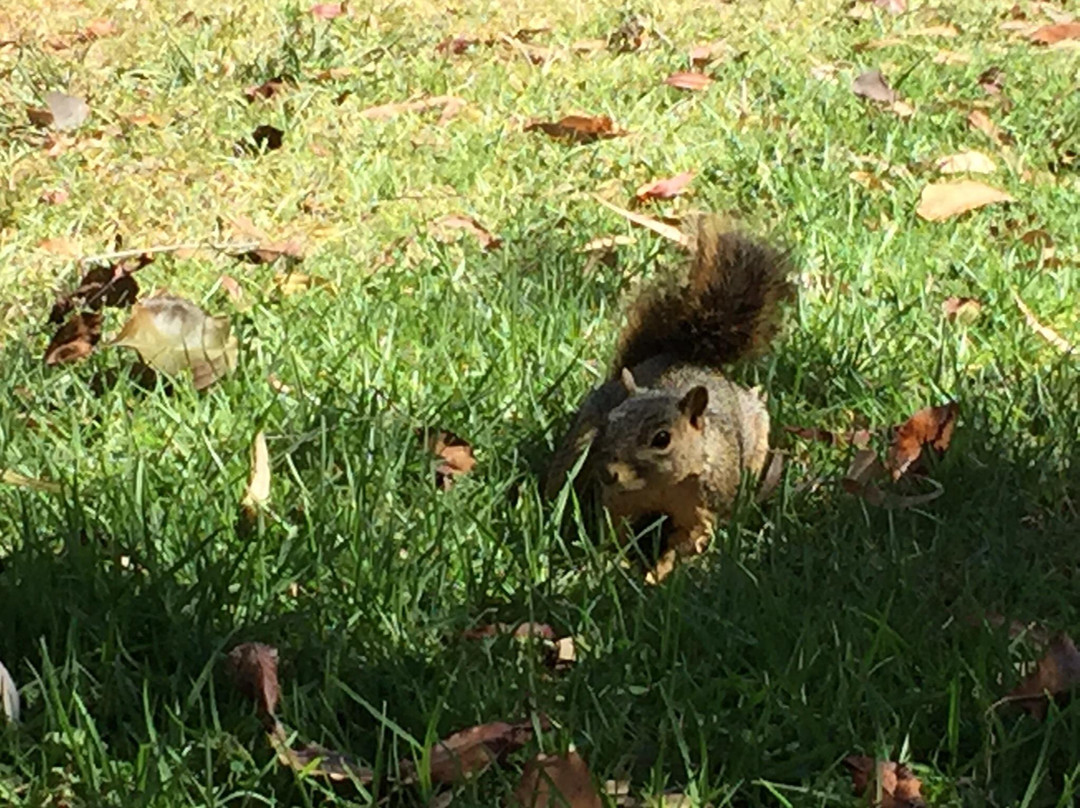 Wilson Park-托伦斯必去景点