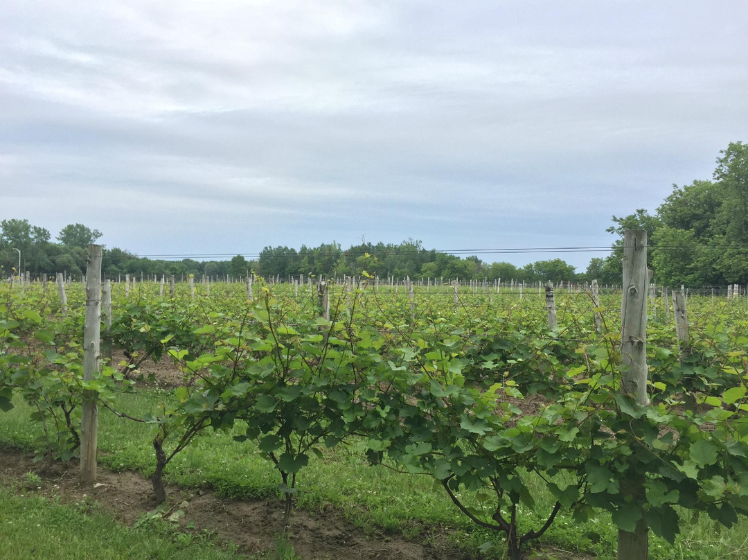 Château Taillefer Lafon-拉瓦尔必去景点