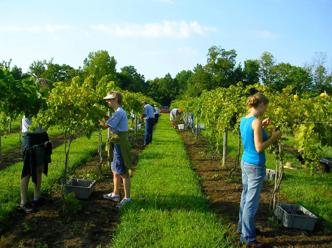 Sleepy Creek Vineyards-Fairmount必去景点
