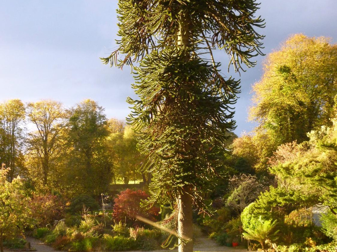 Ascog Hall Fernery and Garden-Ascog必去景点