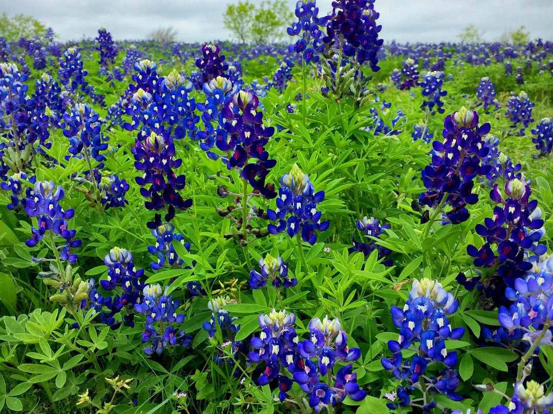 Bluebonnet Park-恩尼斯必去景点