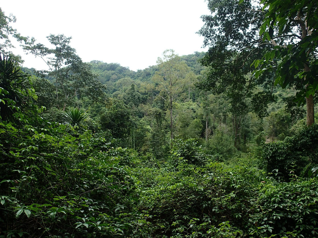 Tham Pha Tup Forest Park景点图片