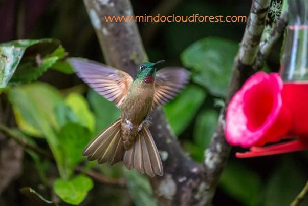 Mindo Cloud Forest Day Tours景点图片