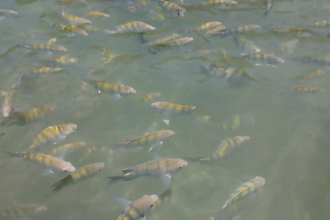 Trilha dos Jequitibás-Caraguatatuba必去景点