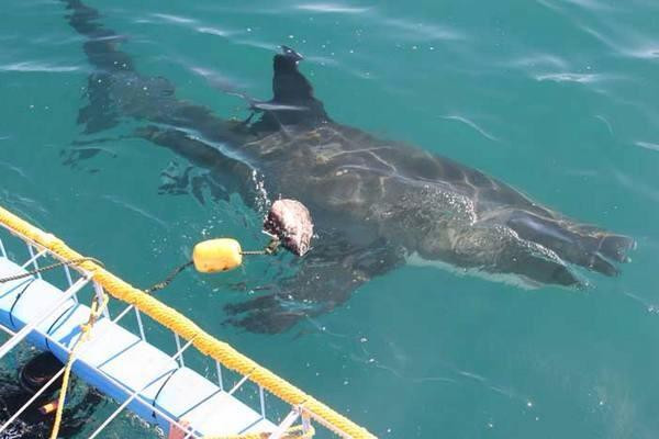I Did Africa - Shark Cage Diving-干斯拜必去景点