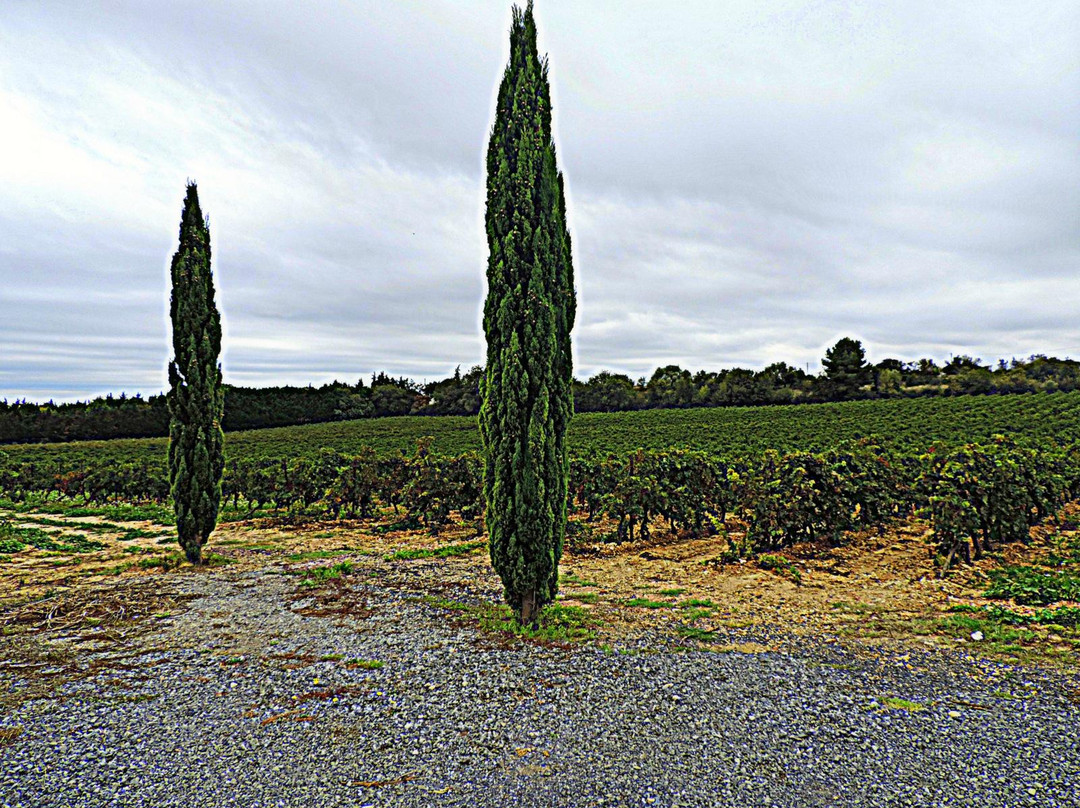 Domaine Montrose景点图片