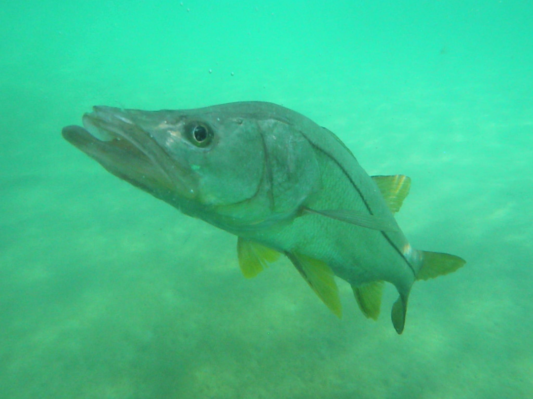 Phlats - Light Tackle Inshore Fishing-North Palm Beach必去景点