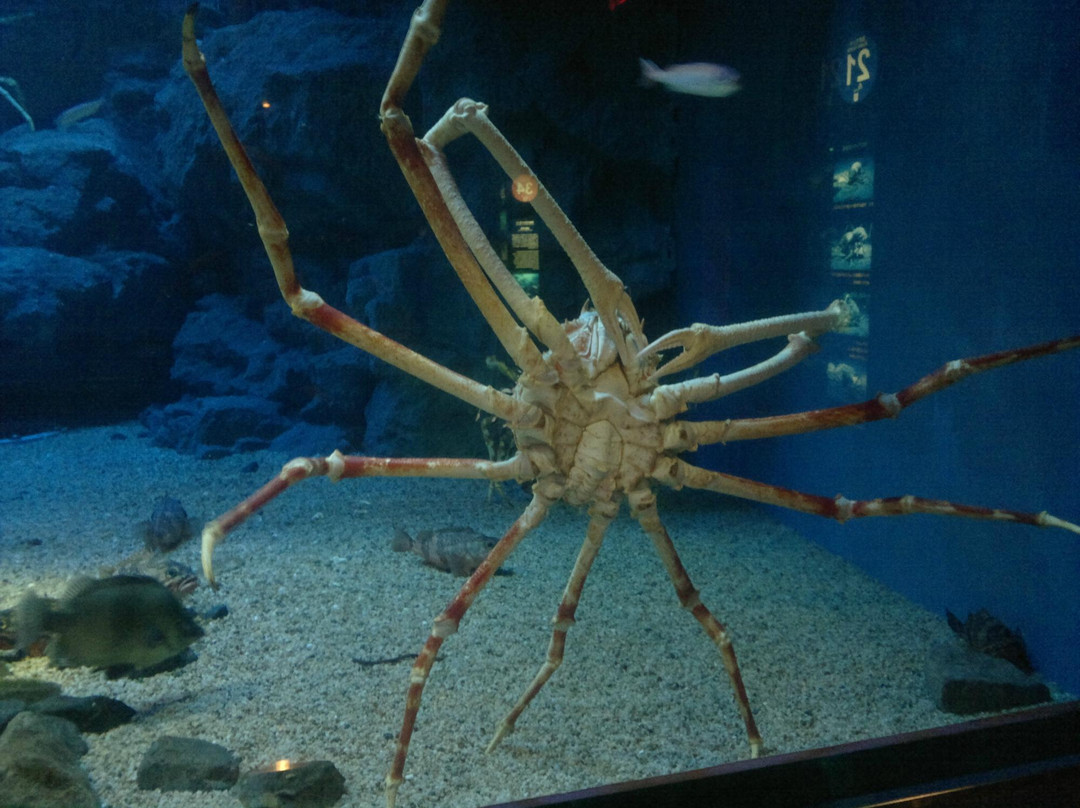 大阪水族馆-大阪市必去景点