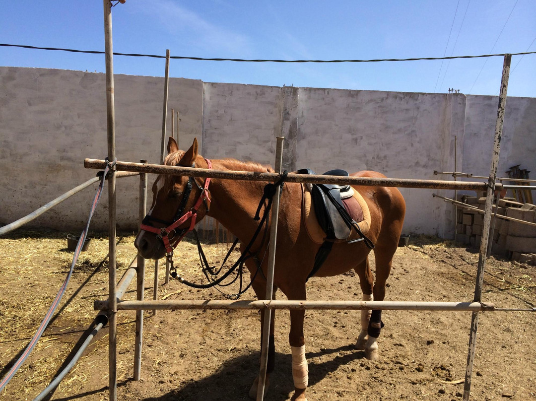 The Saddle Club Gran Canaria景点图片