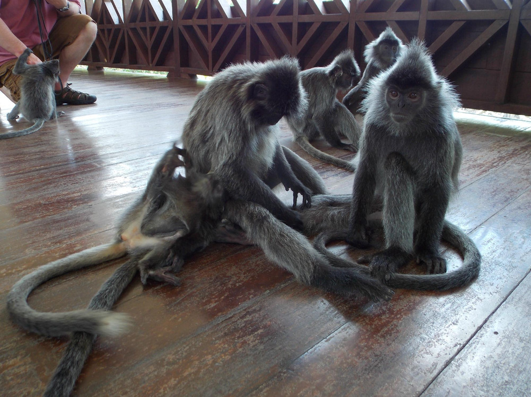 拉卜湾长鼻猴保护区-山打根必去景点