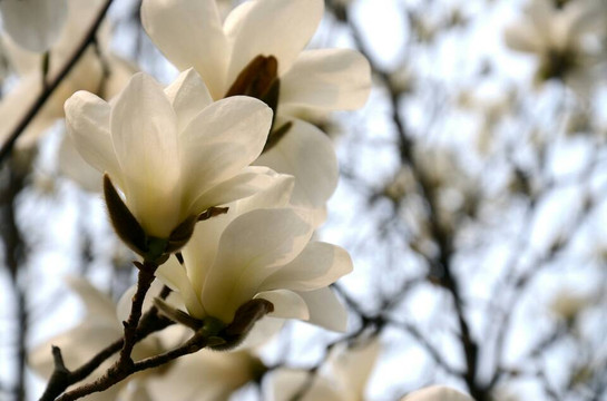 玉渊潭公园-北京市必去景点