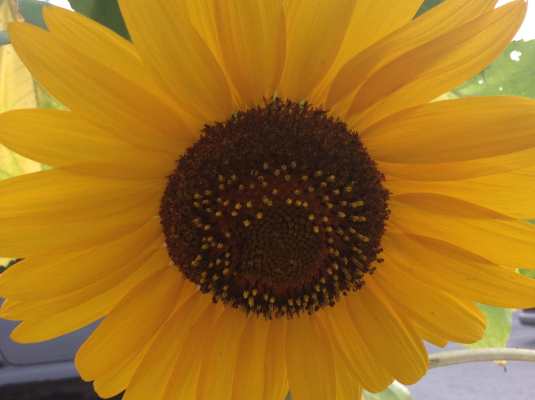 Landrum餐馆和美食-The Carolinas' Harvest House Restaurant