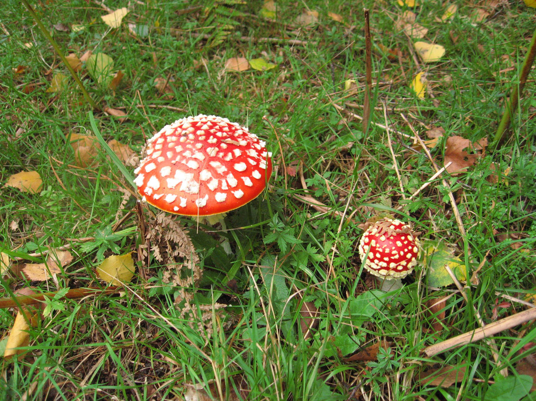 Fuzzacker Guided Walks and Tours-利明顿必去景点