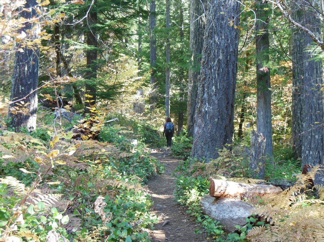 Falls Creek Falls-Carson必去景点