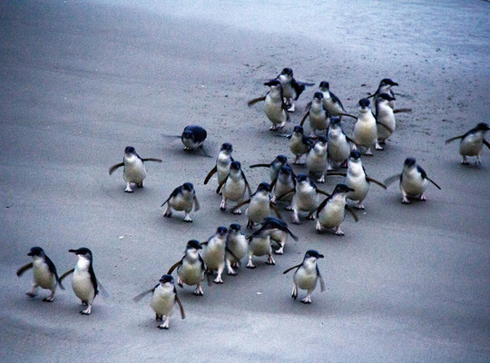 Blue Penguins Pukekura-但尼丁必去景点