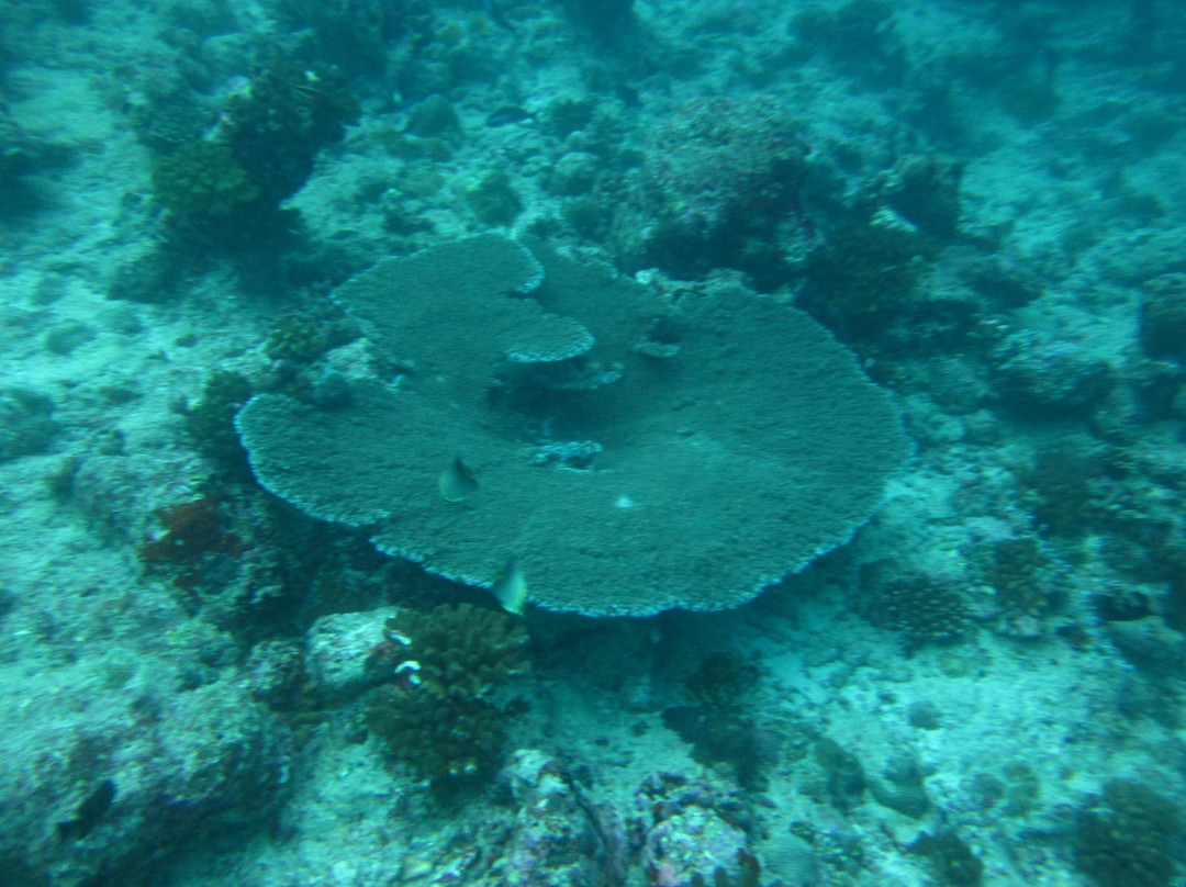 Meridis Dive & Relax-肯尼呼拉岛必去景点