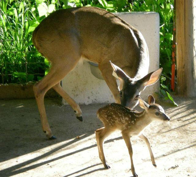 Naturacamp-Colima必去景点
