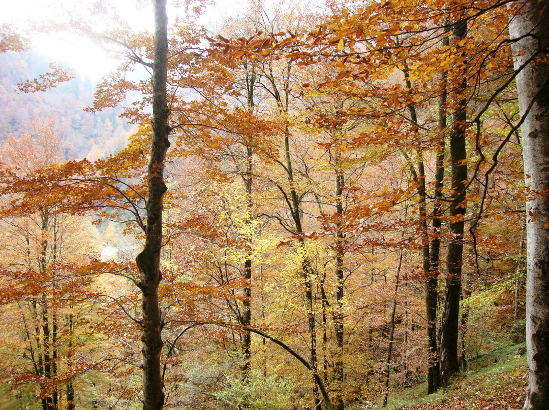 Nationalpark Kalkalpen-Reichraming必去景点