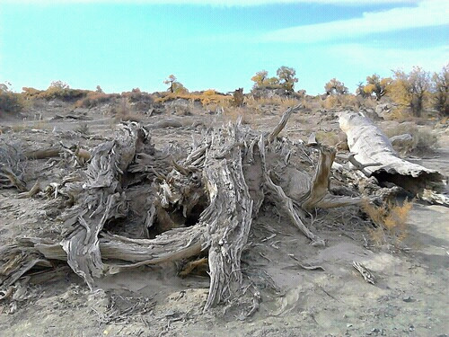 和田胡杨林-于田县必去景点