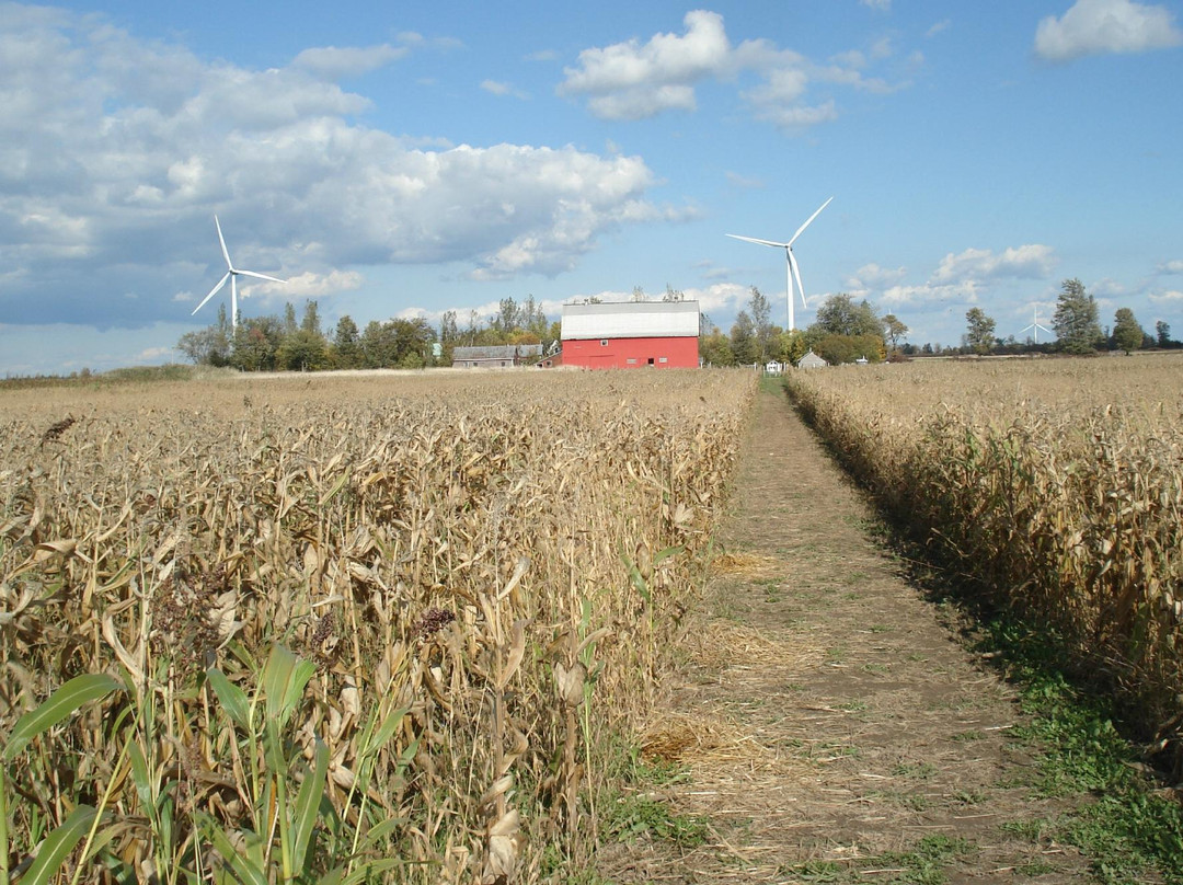 Wolfe Island Corn Maze景点图片